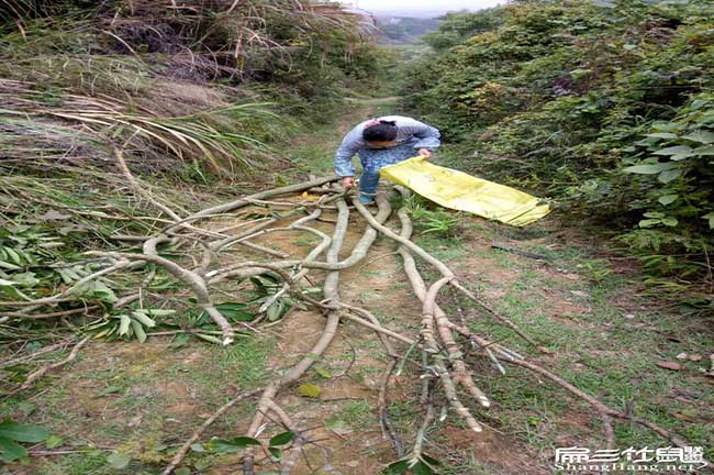 您好！我們河西扁山竹