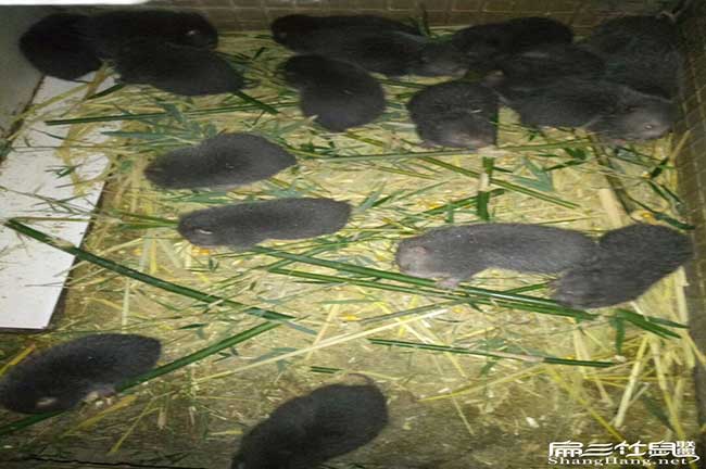 竹鼠田乾廠家直銷、烤