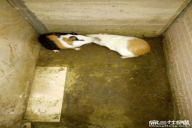 南朗肚子鼓鼓的、尾巴