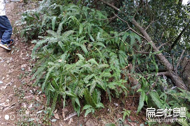 在海山鎮菜市場為什么