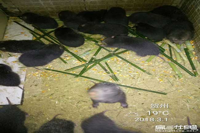 梅州1800對竹鼠養殖基地 2024賣黑豚鼠種苗種苗多少錢一只
