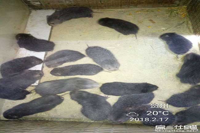 想回東壩養殖竹鼠不知