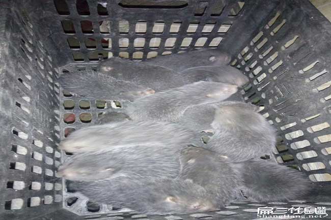 我是沙縣的想養殖竹鼠 我是沙縣的想養殖竹鼠