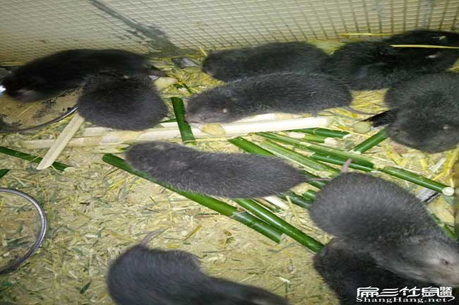在永安養殖竹鼠市場零 在永安養殖竹鼠市場零