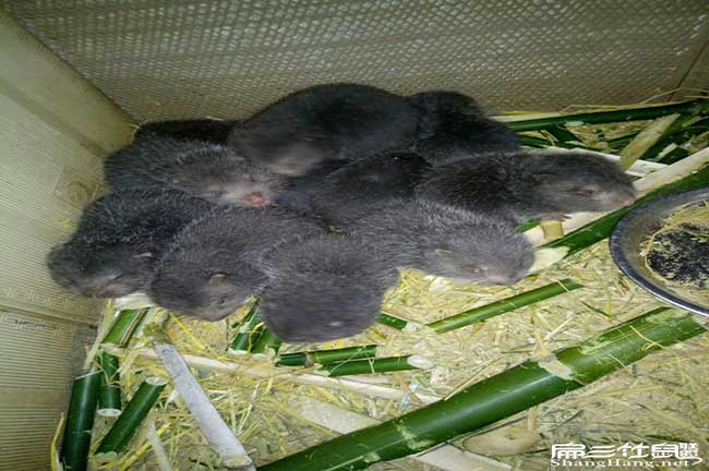 春城竹鼠養殖難度大？