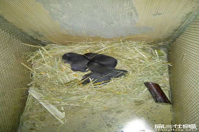 三元竹鼠養殖出來有人 三元竹鼠養殖出來有人