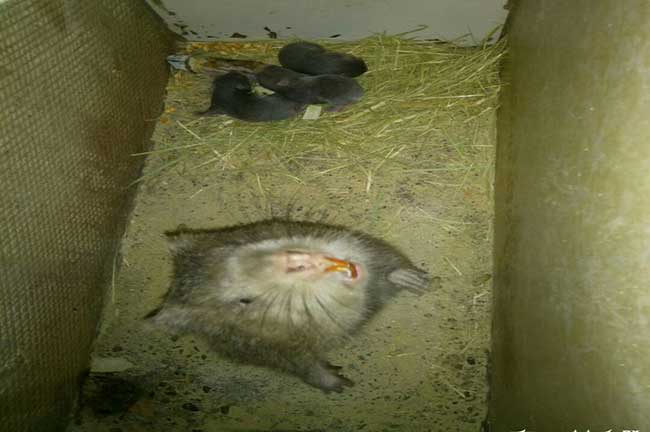三角竹鼠拉稀、掉牙、