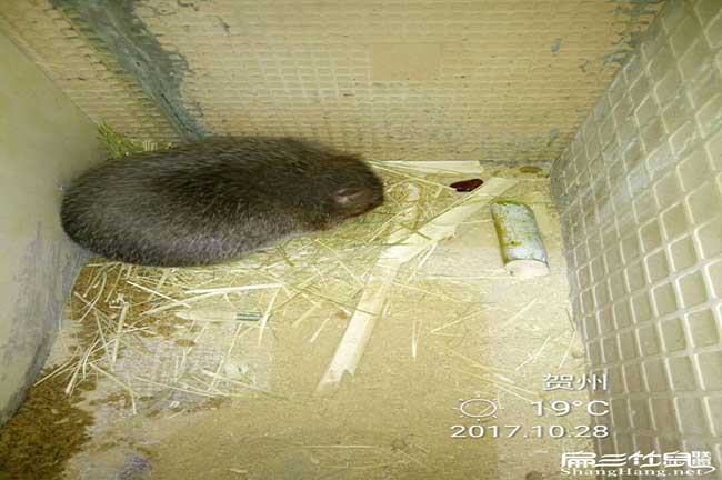 竹鼠北慣廠家直銷、烤