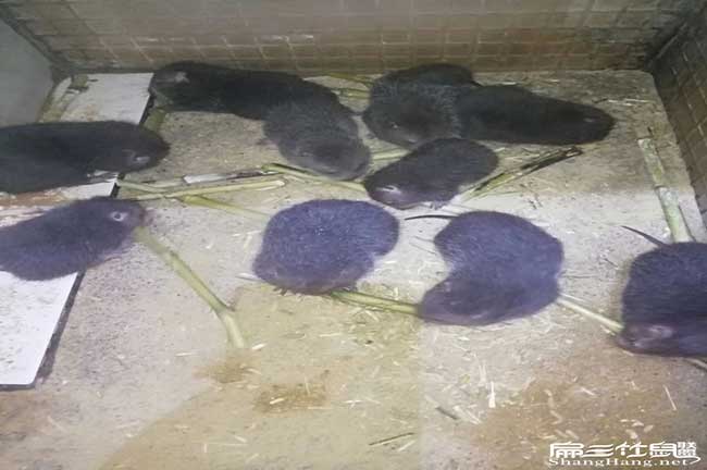寧德竹鼠拉稀、掉牙、