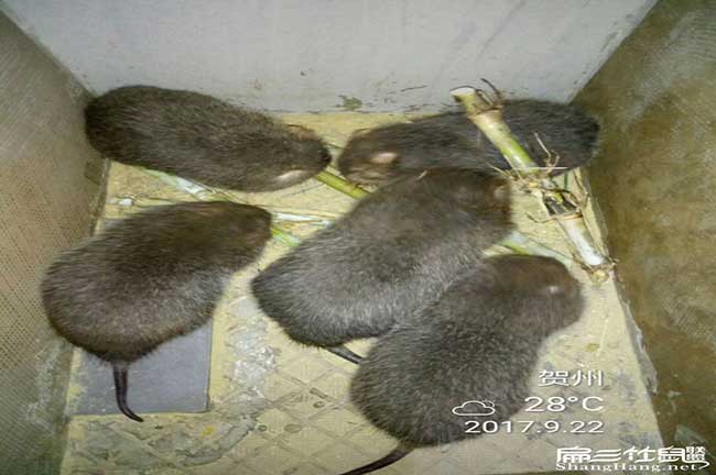 太平鎮竹鼠拉稀、掉牙