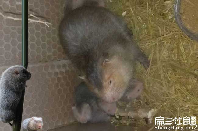 江門竹鼠