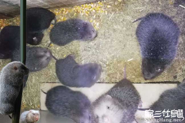 怎么養殖竹鼠在田乾？