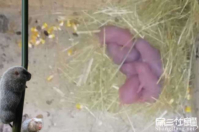 龍巖竹鼠養殖
