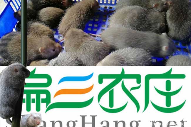 紹興竹鼠養殖