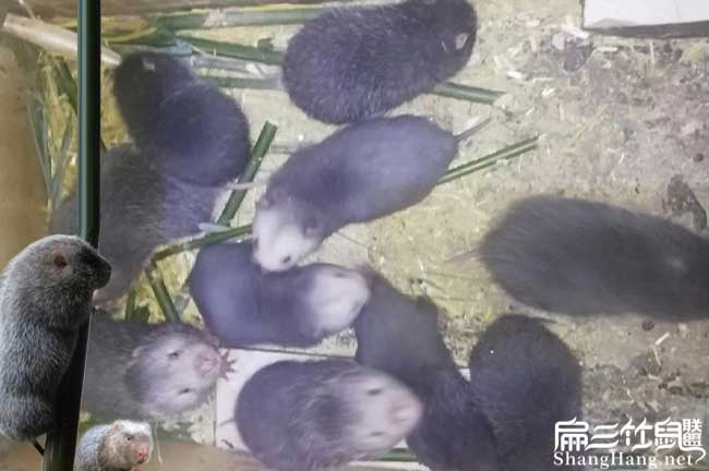 和你們上機縣扁山農業 和你們上機縣扁山農業