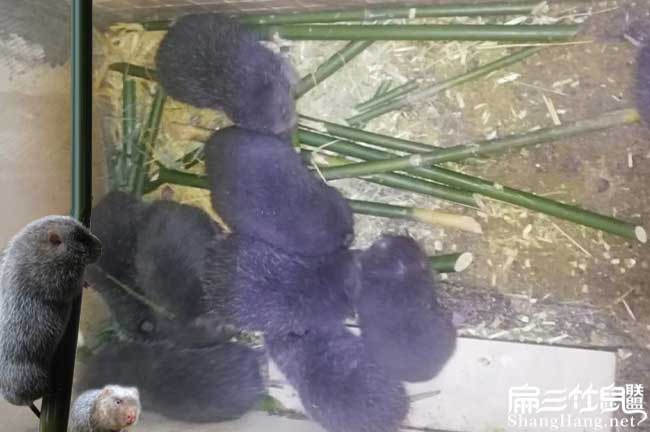 如果在養殖竹鼠尤溪好 如果在養殖竹鼠尤溪好