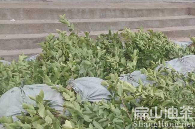 云南高產油茶苗