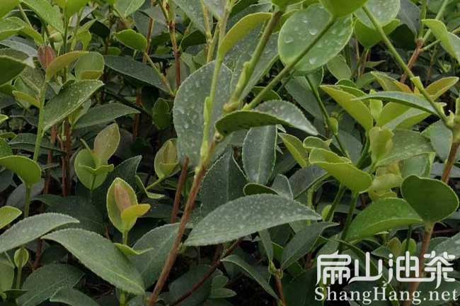 各省油茶種植前景如何？茶籽回收茶油價格一畝賺多少錢