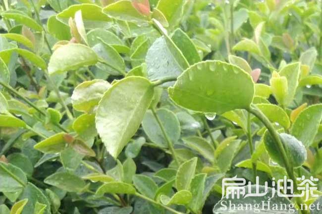 新余高產油茶苗