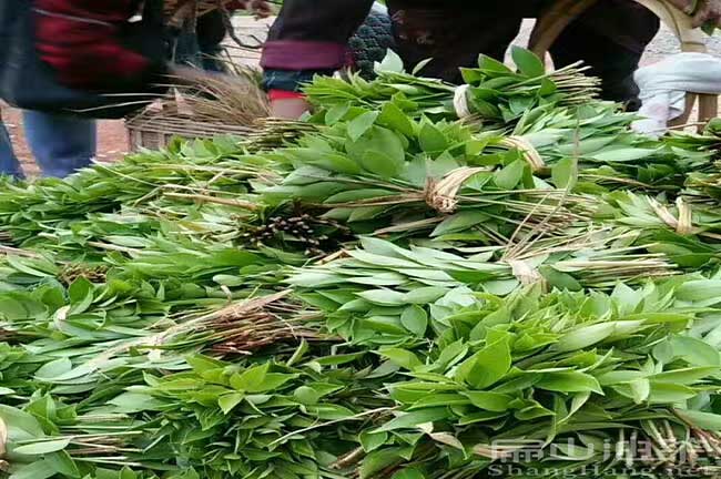 湖南江西四川適合種植什么油茶苗品種？多少錢一顆？