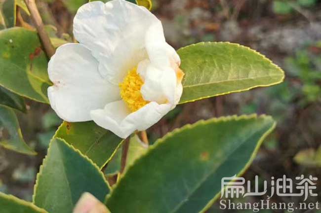 2024岑溪軟技油茶