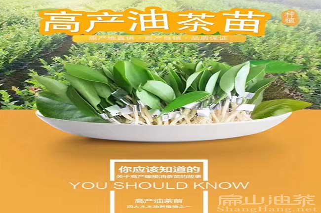 福建高產油茶苗批發