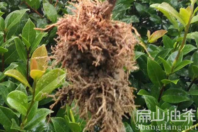 湘潭新改良油茶苗批發@衡陽茶籽回收購@邵陽油茶基地合作社
