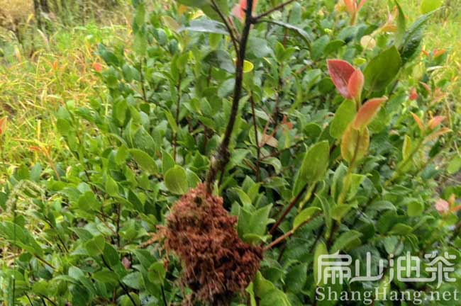 福建閩優油茶苗