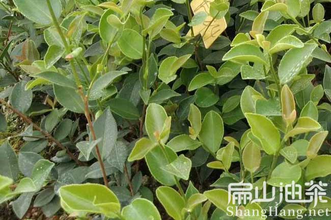 云浮油茶基地