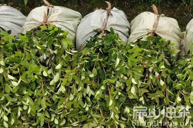 景德鎮嫁接油茶苗大型培育基地萍鄉贛州茶籽樹種植合作社