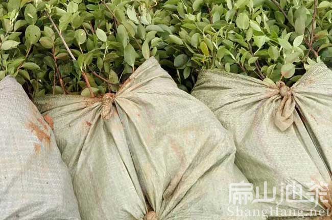 福建油茶苗批發