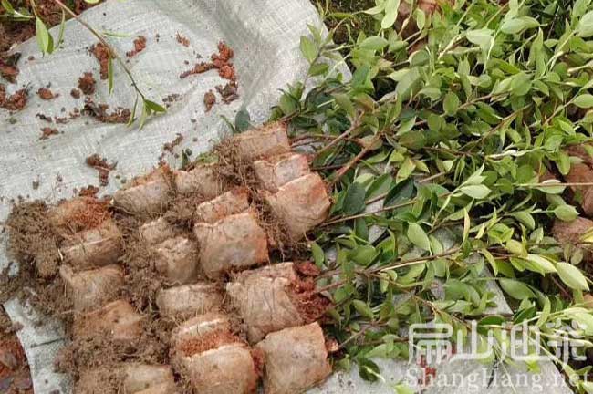 寧德杯苗批發