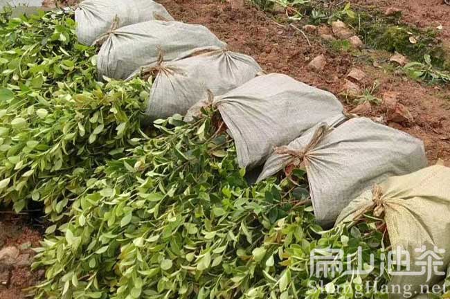 贛州油茶苗發貨