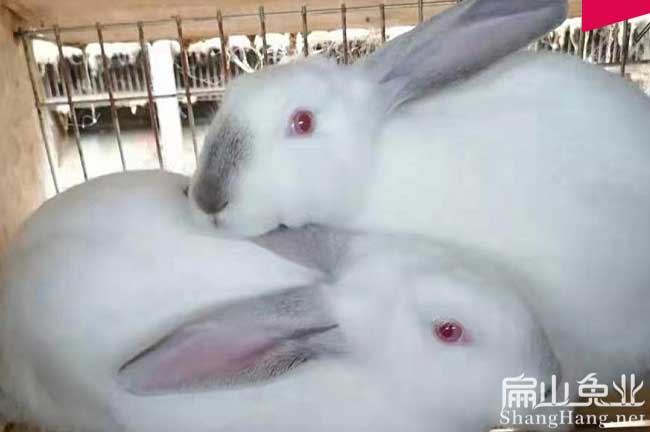 江西白兔養殖