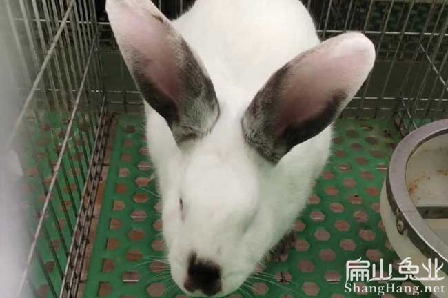 三明八點黑兔