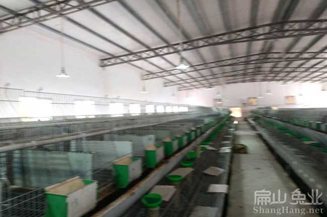 福建黃毛種兔養殖