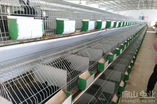福建大型竹鼠養殖基地
