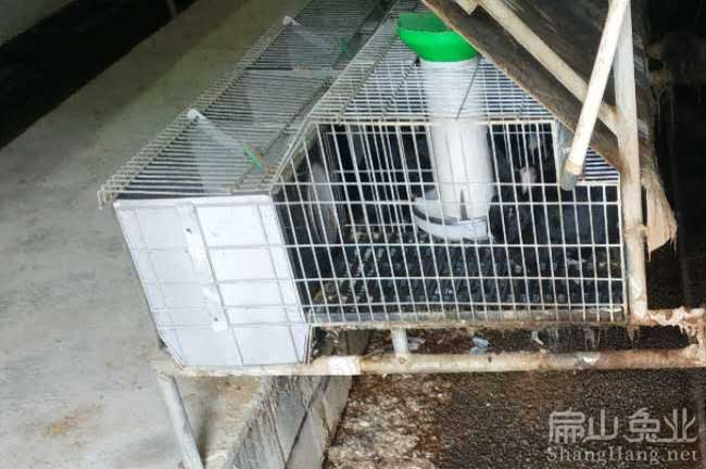 三明兔舍設計