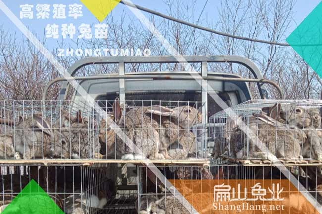 廣東種兔批發場：湛江吳川遂溪徐聞竹鼠肉兔養殖基地-扁山兔業