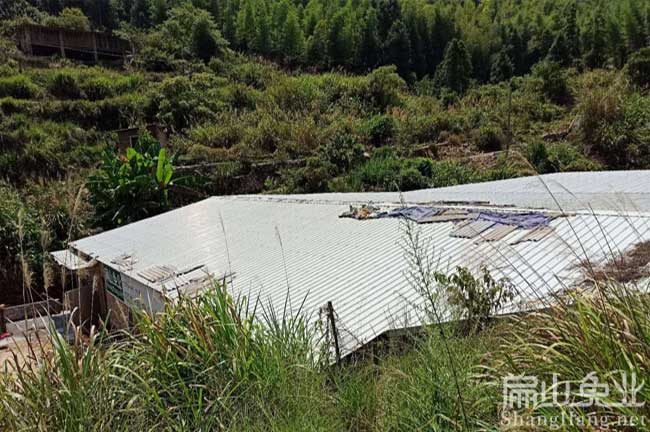 龍巖竹鼠養殖基地