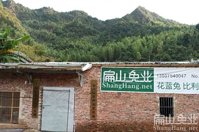 福建養兔基地