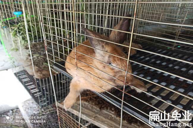 河沿黃毛兔養殖