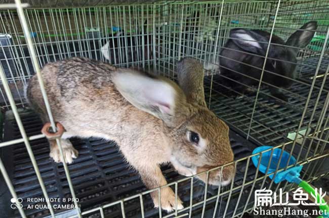 龍巖比利時種兔