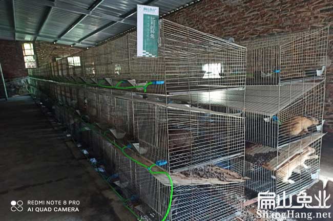 龍巖養兔場