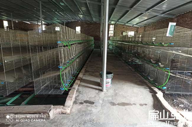 龍巖竹鼠養殖場
