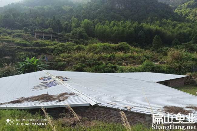 龍巖豚鼠養殖基地