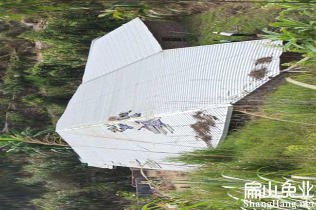 福建竹鼠養殖場