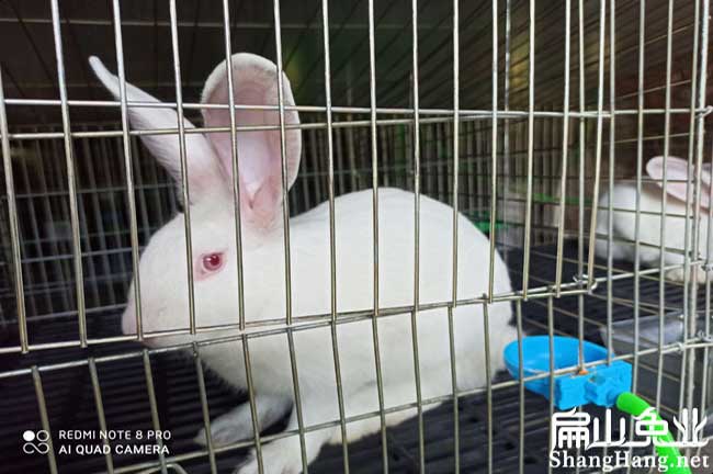 福建八點黑兔