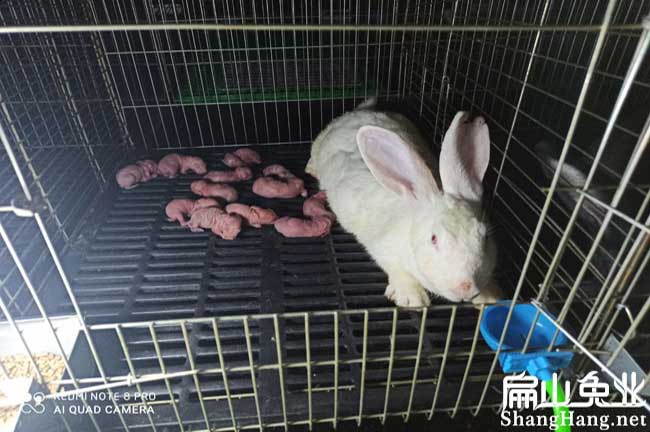 10萬泉州黑豚養殖安溪豚鼠種苗8500只比利時兔子養殖場-扁山兔業