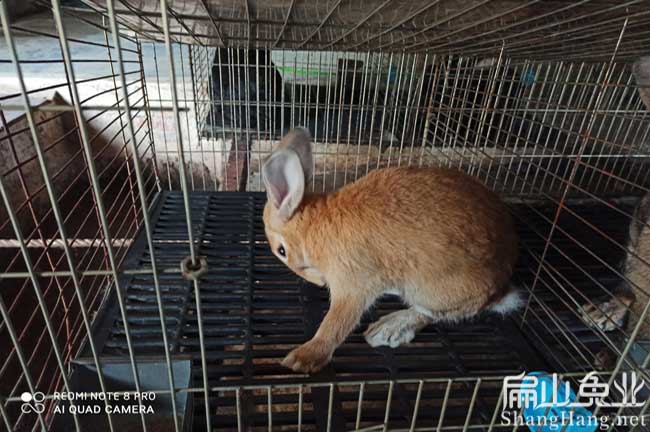 龍巖黃毛兔養殖